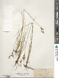 Juncus dubius image