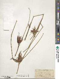 Juncus dubius image