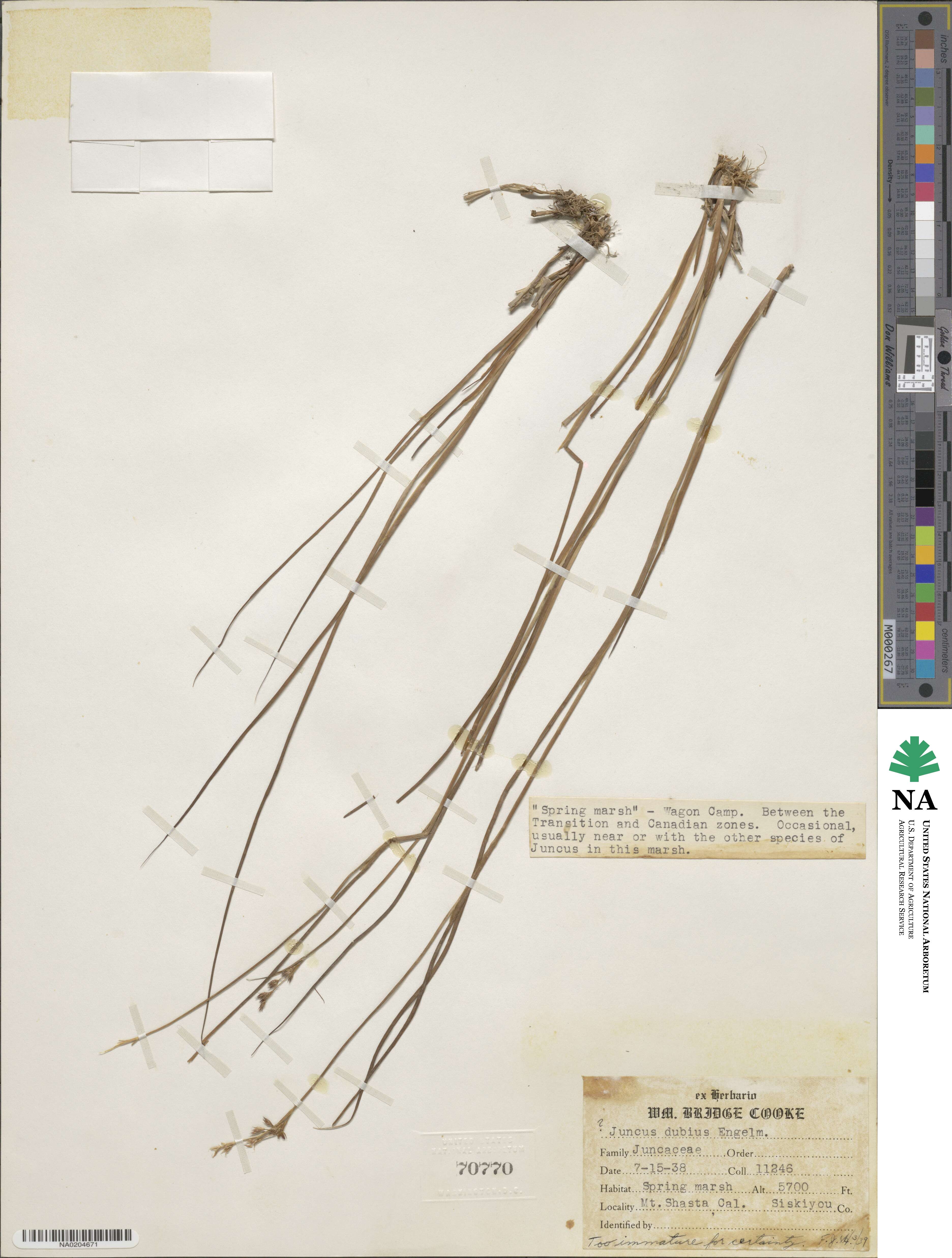 Juncus dubius image