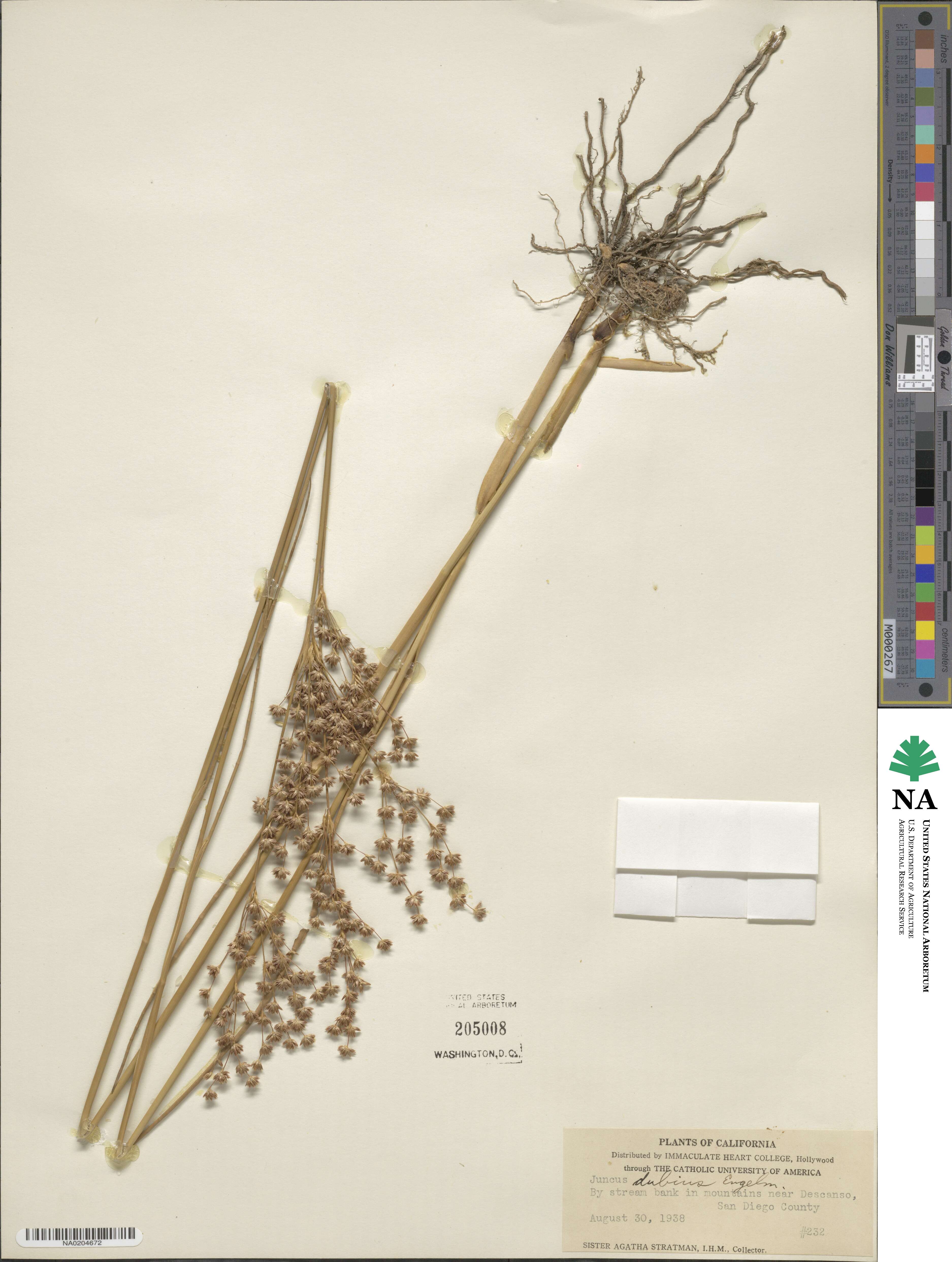 Juncus dubius image