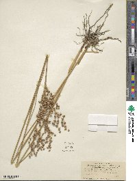 Juncus dubius image