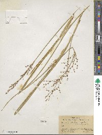 Juncus dubius image