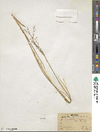 Juncus dubius image