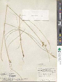 Juncus dudleyi image