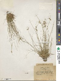 Juncus dudleyi image