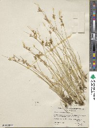 Juncus dudleyi image