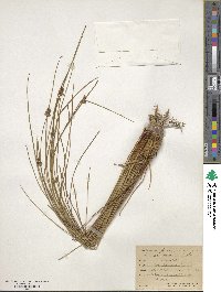 Juncus effusus var. brunneus image