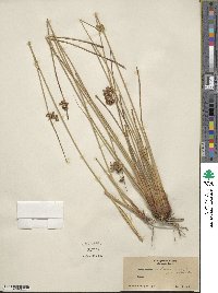 Juncus effusus var. brunneus image