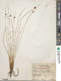 Juncus effusus var. brunneus image