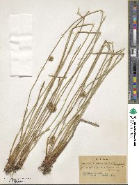 Juncus decipiens image