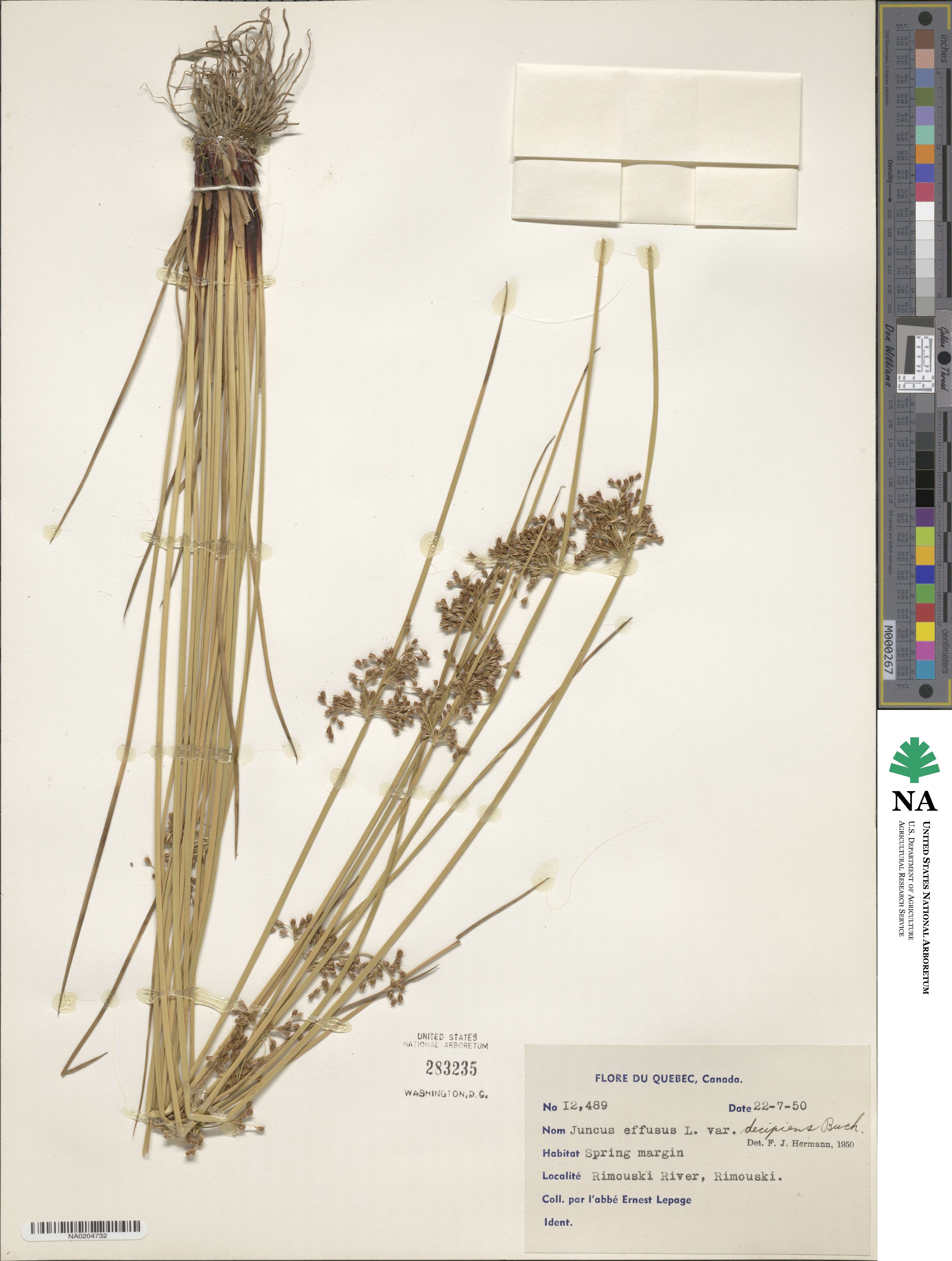 Juncus decipiens image