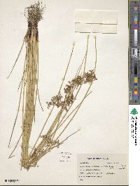 Juncus decipiens subsp. decipiens image