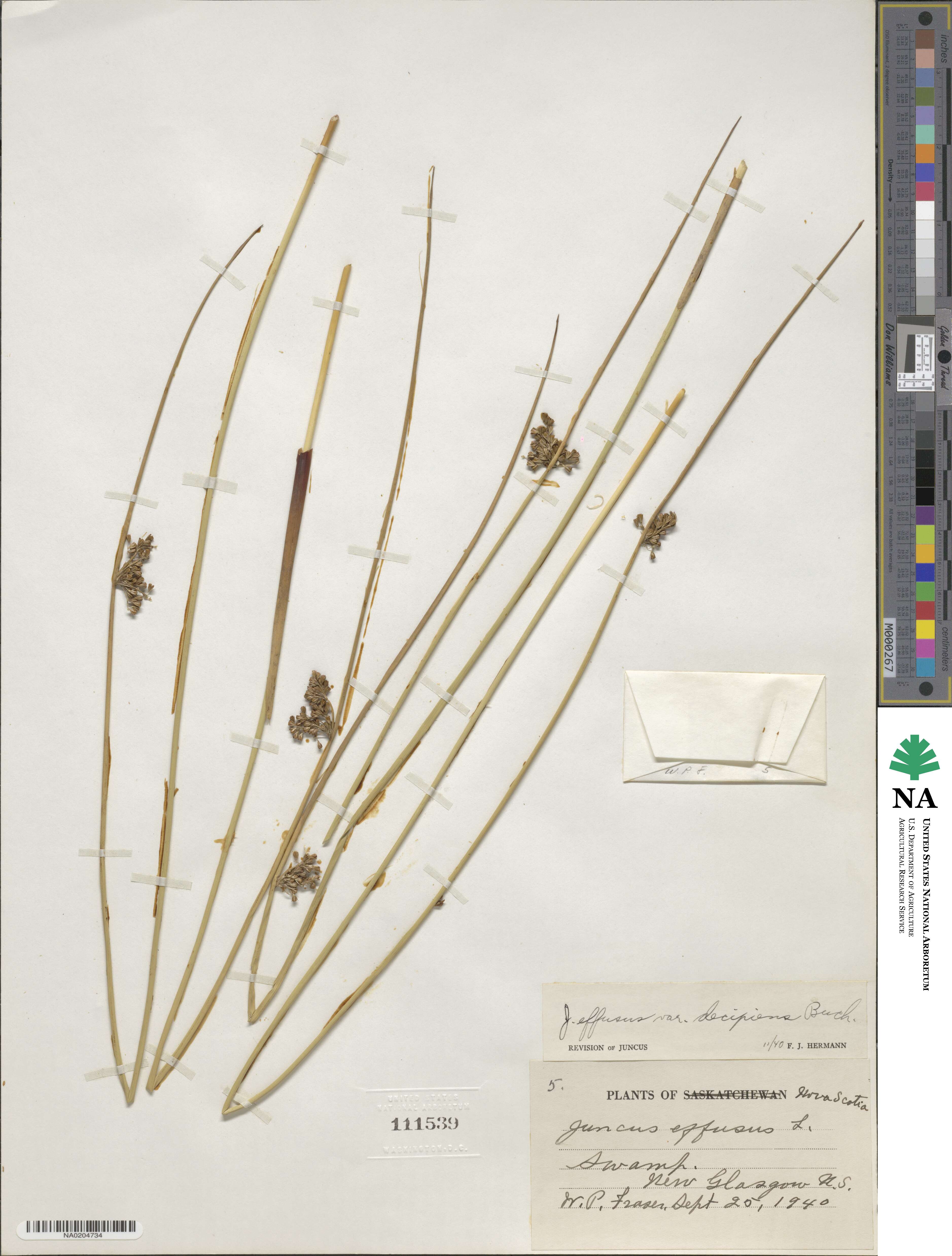 Juncus decipiens image