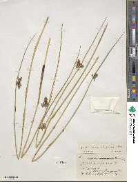 Juncus decipiens subsp. decipiens image