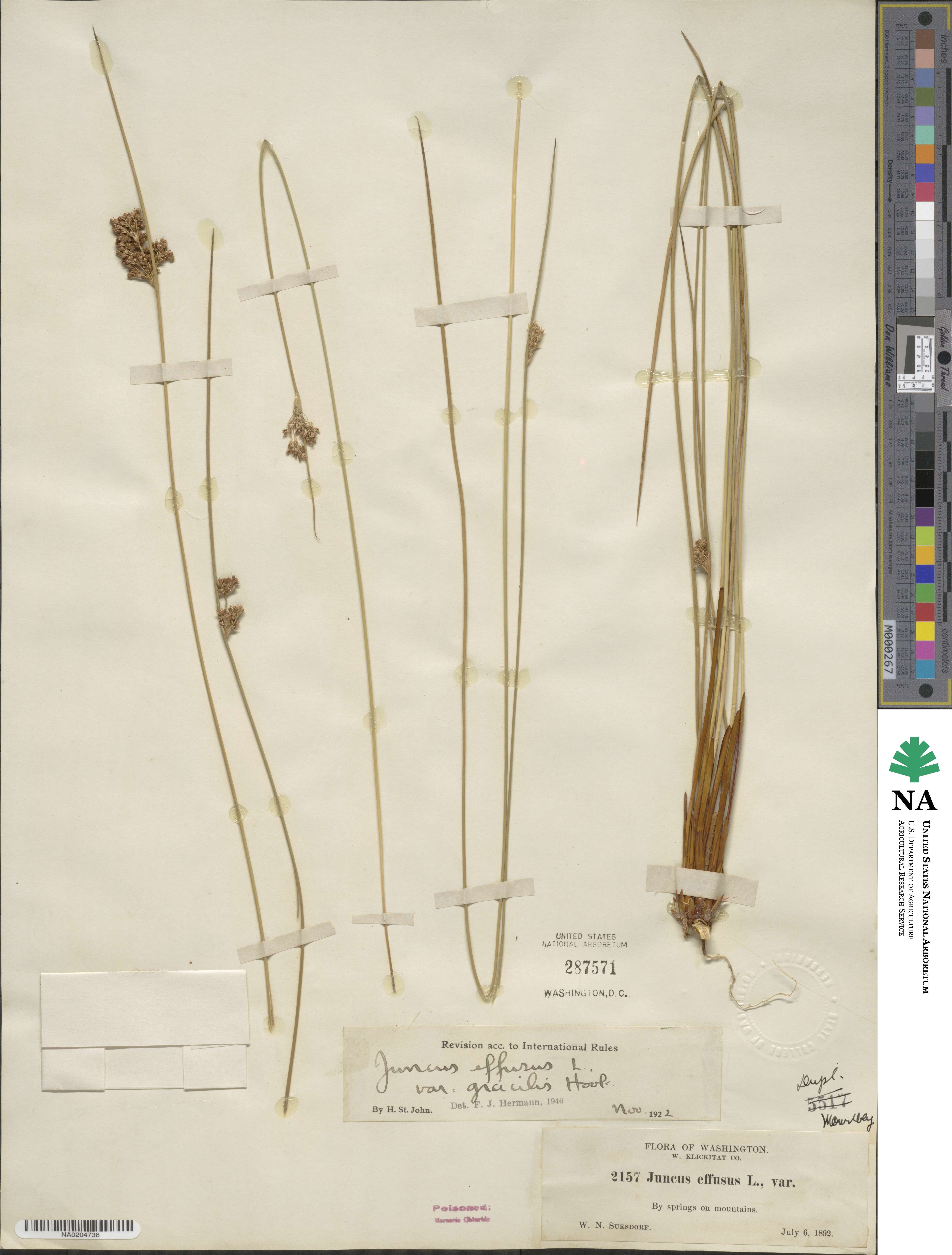 Juncus gracilis image