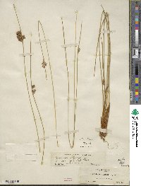 Juncus gracilis image