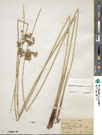 Juncus effusus subsp. solutus image