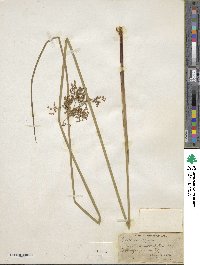 Juncus effusus subsp. solutus image