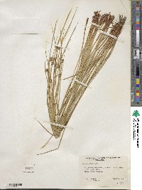 Juncus effusus subsp. solutus image