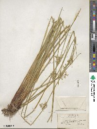 Juncus effusus subsp. solutus image