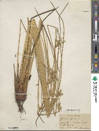 Juncus effusus subsp. solutus image