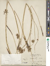 Juncus effusus subsp. solutus image