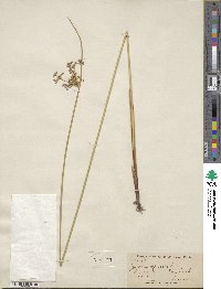 Juncus effusus subsp. solutus image