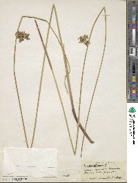 Juncus effusus subsp. solutus image