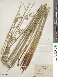 Juncus effusus subsp. solutus image