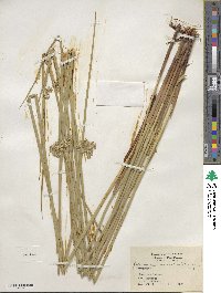 Juncus effusus subsp. solutus image