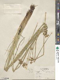 Juncus effusus subsp. solutus image