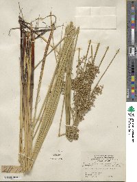 Juncus effusus subsp. solutus image