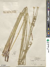 Juncus effusus subsp. solutus image