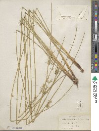 Juncus effusus subsp. solutus image