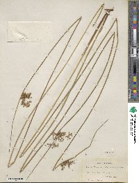 Juncus effusus subsp. solutus image