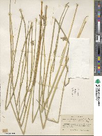 Juncus effusus subsp. solutus image