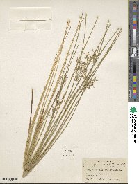 Juncus effusus subsp. solutus image