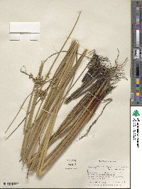 Juncus effusus subsp. solutus image