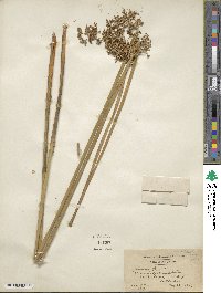 Juncus effusus subsp. solutus image