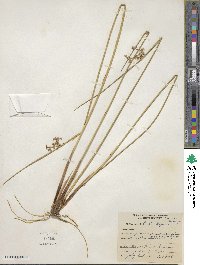 Juncus effusus subsp. solutus image