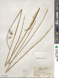 Juncus effusus subsp. solutus image