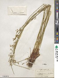 Juncus effusus subsp. solutus image