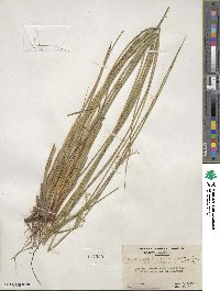 Juncus effusus subsp. solutus image