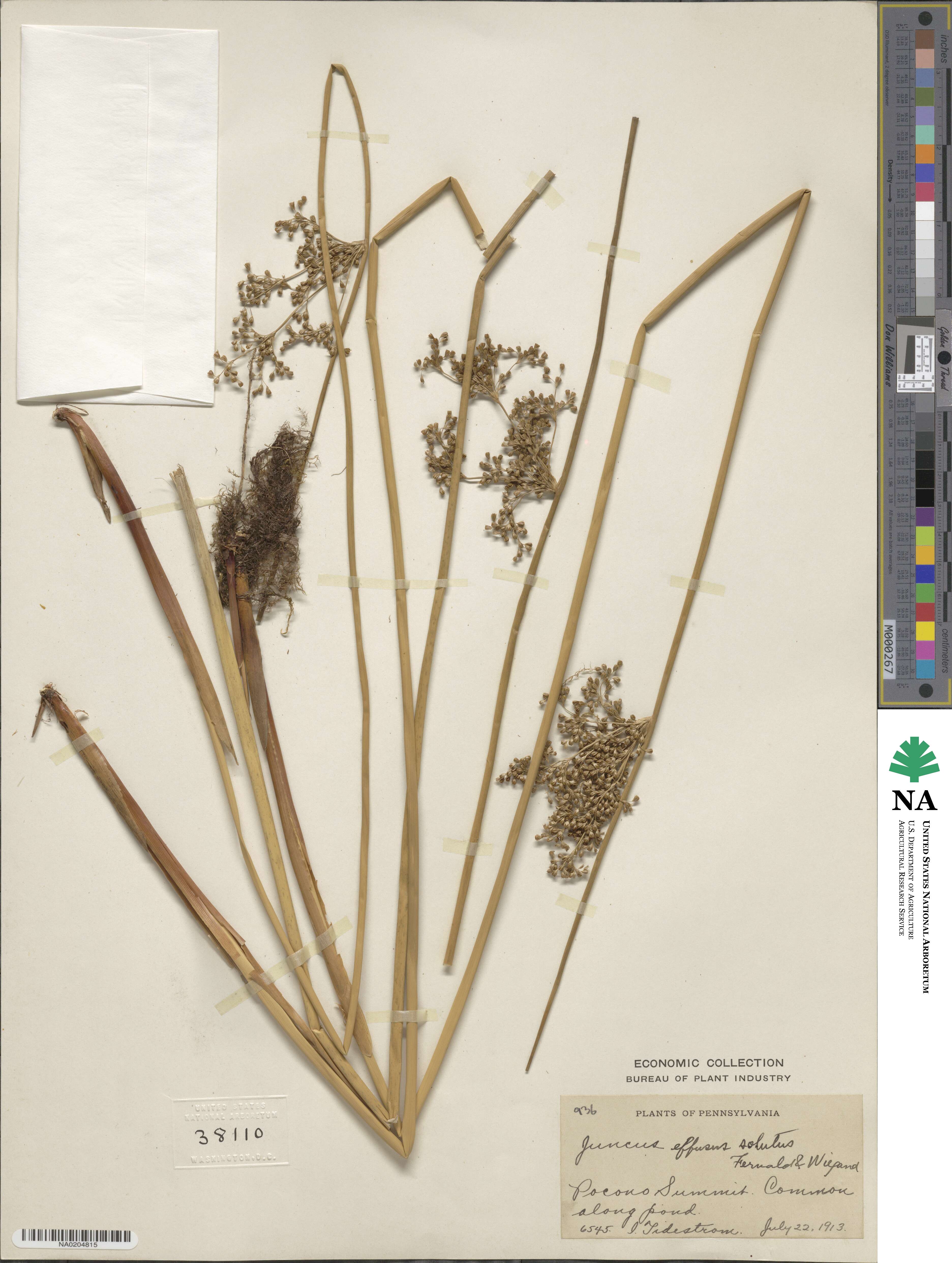 Juncus effusus subsp. solutus image