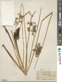 Juncus effusus subsp. solutus image