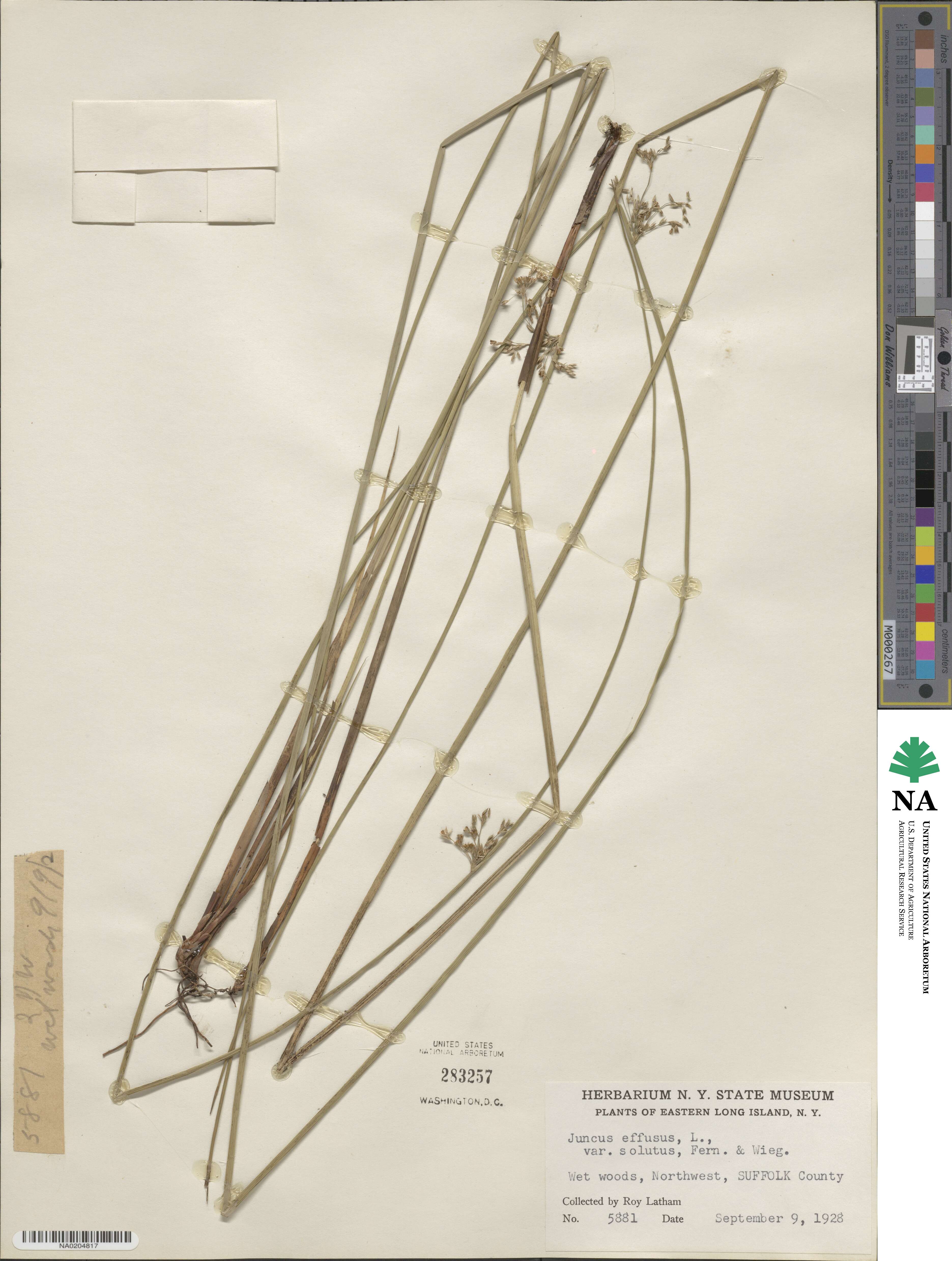 Juncus effusus subsp. solutus image