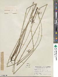 Juncus effusus subsp. solutus image