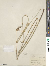 Juncus effusus subsp. solutus image