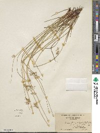 Juncus effusus subsp. solutus image