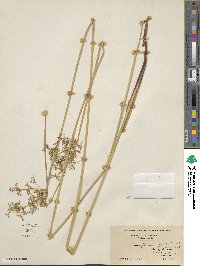 Juncus effusus subsp. solutus image